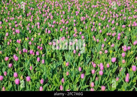 Tulpen auf einer Tulpenwiese im Britzer Garten a Berlino. Tulipani su un prato di tulipano in Britzer Garten Berlino, Germania. Foto Stock