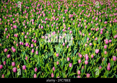 Tulpen auf einer Tulpenwiese im Britzer Garten a Berlino. Tulipani su un prato di tulipano in Britzer Garten Berlino, Germania. Foto Stock