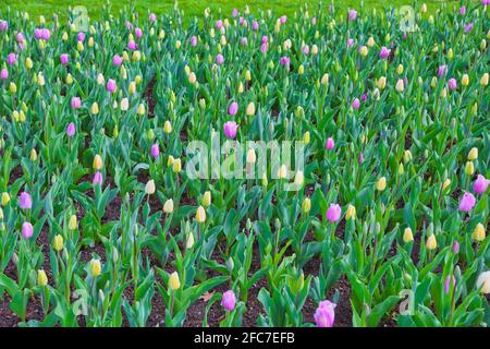 Tulpen auf einer Tulpenwiese im Britzer Garten a Berlino. Tulipani su un prato di tulipano in Britzer Garten Berlino, Germania. Foto Stock