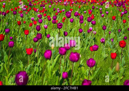 Tulpen auf einer Tulpenwiese im Britzer Garten a Berlino. Tulipani su un prato di tulipano in Britzer Garten Berlino, Germania. Foto Stock