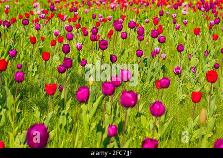 Tulpen auf einer Tulpenwiese im Britzer Garten a Berlino. Tulipani su un prato di tulipano in Britzer Garten Berlino, Germania. Foto Stock