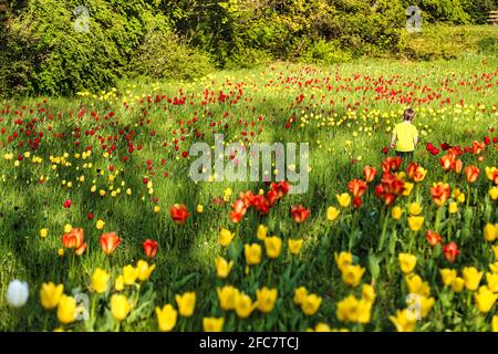 Junge auf einer Tulpenwiese im Britzer Garten Berlin. Ragazzo su un prato di tulipano nel giardino di Britzer a Berlino, Germania. Foto Stock