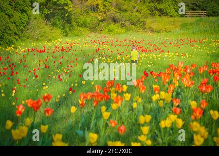 Junge auf einer Tulpenwiese im Britzer Garten Berlin. Ragazzo su un prato di tulipano nel giardino di Britzer a Berlino, Germania. Foto Stock