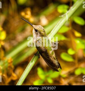 Museo del deserto di sonora - colibrì con coda larga Foto Stock