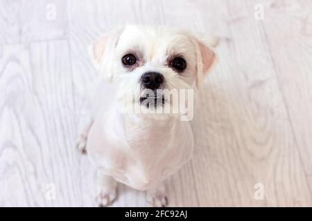 Piccolo cane maltese bianco con i capelli tagliati seduti sul pavimento e guardando dritto verso l'alto. Foto Stock