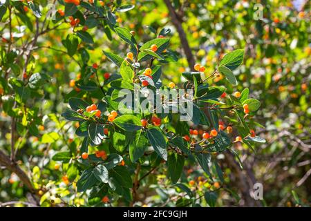 I rami di nido d'ape (Lonicera microfylla) con bacche d'arancia e foglie verdi in giardino d'estate. Foto Stock