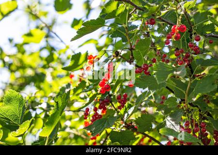 Bacche di ribes rosso brillante su sfondo di foglie verdi nel giardino nella stagione estiva. Foto Stock