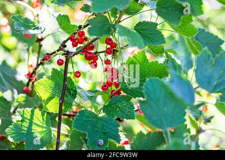 Bacche di ribes rosso brillante su sfondo di foglie verdi nel giardino nella stagione estiva. Foto Stock