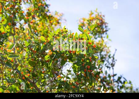 I rami di nido d'ape (Lonicera microfylla) con bacche d'arancia e foglie verdi in giardino d'estate. Foto Stock