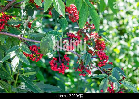 Arbusto rosso sambuco (Sambucus racemosa) con bacche e foglie verdi in giardino in estate. Foto Stock