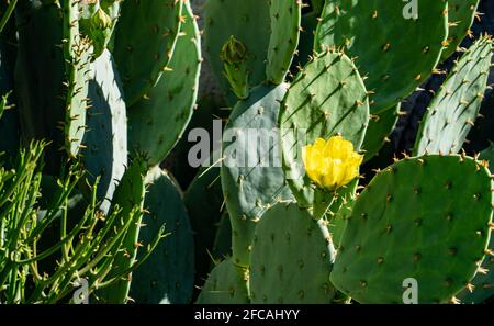 Fiore giallo brillante che fiorisce su un cactus in primavera Foto Stock