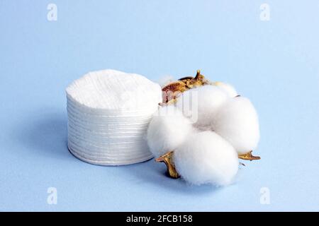 Fiori di cotone bianco secco e tamponi su sfondo azzurro. Foto Stock