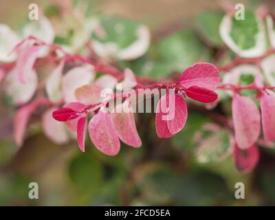 Glorioso rosa, rosso e verde e bianco macchie foglie del ornamentale Snow Bush o Breynia disticha su un morbido sfondo sfocato fogliame, macro Foto Stock