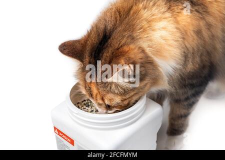 Contenuto di sniffing Cat in un contenitore etichettato con veleno. Gattino morbido con testa all'interno del secchio. Concetto di prevenzione dei veleni o come mantenere animali domestici e chil Foto Stock