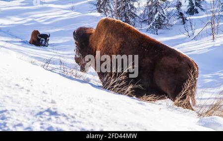 Inverno nel nord della Columbia Britannica e legno selvaggio Bison vagano lungo il lato dell'autostrada dell'Alaska e bloccano il traffico nella stagione di dirupo. Foto Stock