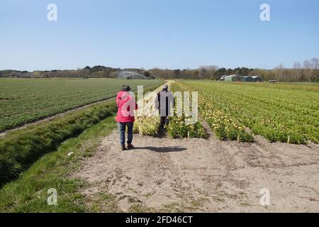 Campi di corona imperiale, di istillario imperiale o di corona di Kaiser (Fritillaria imperialis), vicino al villaggio di Egmond aan den hoef i dell'Olanda del Nord Foto Stock