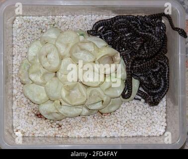 Uova e Hatchlings di serpente australiano del tappeto interno Foto Stock