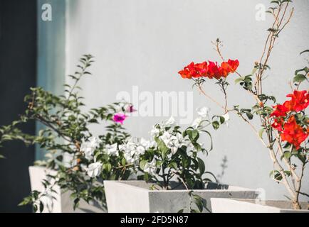 Bougainvillea piantato in pentole di cemento in una fila nel giardino cortile. Foto Stock