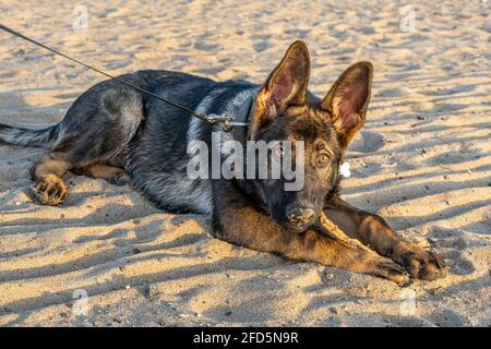 Una foto al tramonto di un cucciolo di pastore tedesco di quattro mesi su una spiaggia di sabbia. Luce dorata. Linea di lavoro razza Foto Stock