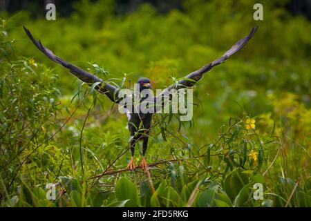 Snail Kite, Rostrhamus sociabilis, accanto al Lago di Gatun, parco nazionale di Soberania, Repubblica di Panama. Foto Stock