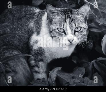 Cat pronto a saltare in qualsiasi momento, occhi focalizzati guardando davanti con una seria espressione facciale fotografia in bianco e nero. Foto Stock