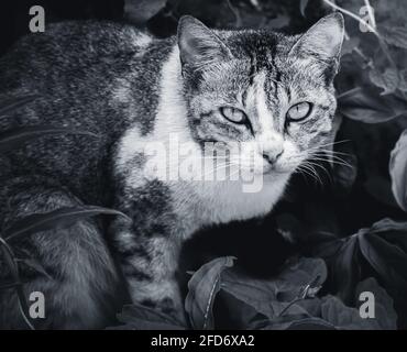 Cat pronto a saltare in qualsiasi momento, occhi focalizzati guardando davanti con una seria espressione facciale fotografia in bianco e nero. Foto Stock