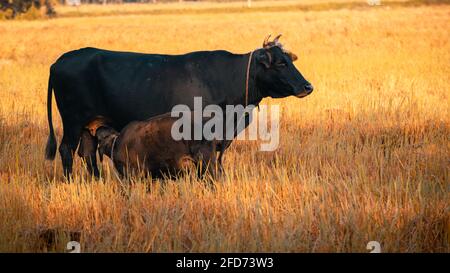 Giovane vitello che beve latte mamme nel campo di risaie sera, mentre madre mucca vigile dei dintorni. Uno dei bellissimi avvistamenti della natura. Madri un Foto Stock