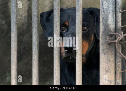 Espressione facciale del cane dall'aspetto triste attraverso le barre metalliche, bloccate in un primo piano della gabbia del cane. Concetto di crudeltà umana. Foto Stock