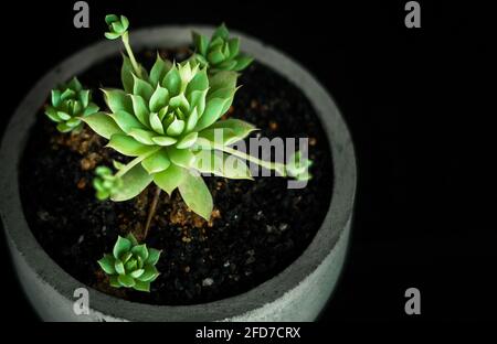 Pianta di Cactus in una pentola rotonda di cemento, cactus verde in vaso con rocce bianche, arredamento del soggiorno concetto studio illuminazione fotografie. Copia spazio per testi Foto Stock