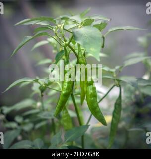 Pianta di peperoncino verde e le sue colture, crudo lucido e fresco molti peperoncini verdi appesi in un ramo, Foto Stock