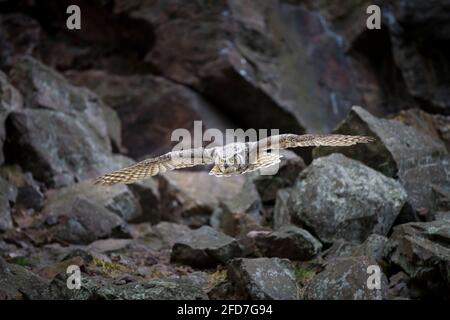 Virginia-Uhu, Bubo virginianus, grande gufo cornuto Foto Stock