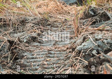 Contrassegni degli pneumatici di una macchina da raccolta su un terreno con risaie. Foto Stock