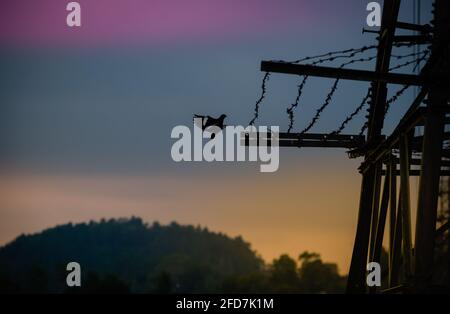 Il pilone ad alta tensione e l'uccello terminano la sua giornata cercando di stabilirsi nei fili spannati. Splendidi cieli al tramonto. Foto Stock