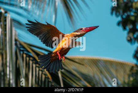 Uccello Kingfisher fatturato da cicogna in azione vicino a un lago contro il cielo blu al mattino, la luce solare luminosa ha illuminato il corpo dell'uccello del Martin pescatore. Foto Stock