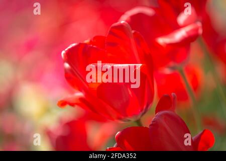 Un primo piano di un tulipano rosso vibrante nel sole di primavera Foto Stock