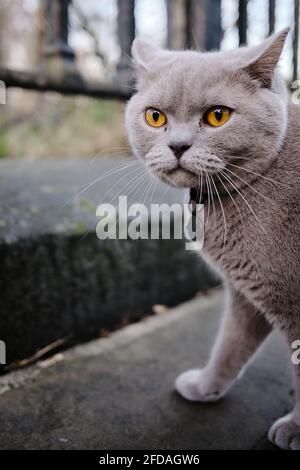 Bello grigio / blu corto capelli gatto persiano fuori in strada Foto Stock