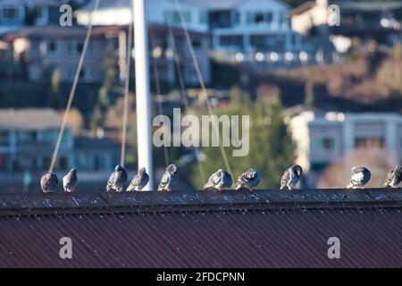 Una linea di piccioni su un tetto nel porto di GIG washington Foto Stock