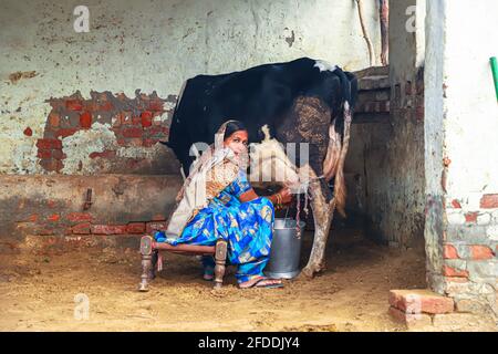 ritratto di una donna indiana che munga la mucca nel villaggio dell'india. Foto Stock