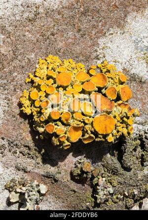 Polycauliona polycarpa lichen Foto Stock