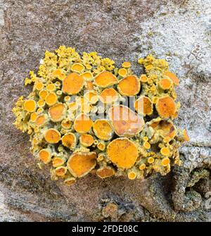Polycauliona polycarpa lichen Foto Stock