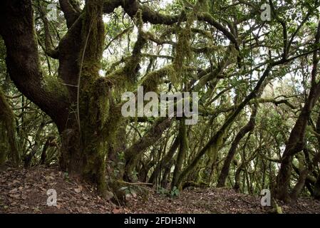Una foresta subtropicale di alloro copre le altezze di la Gomera Delle isole Canarie e sostiene un clima umido in Il parco nazionale Garajonay Foto Stock