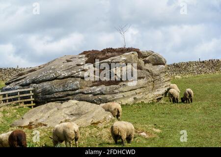 Un gregge di pecore che mangiano erba in un campo vicino a una grande formazione rocciosa North Yorkshire, Inghilterra, Regno Unito. Foto Stock