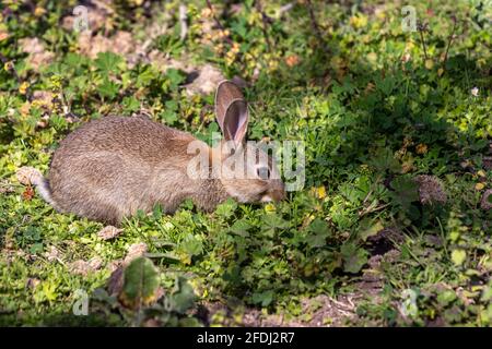 Coniglio marrone che mangia in arbusti di erba verde Foto Stock