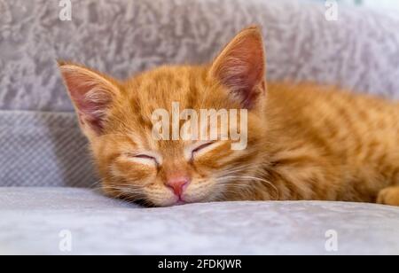 Il piccolo gattino è stanco e dorme Foto Stock