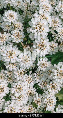 evergreen candytuft fiori fiore, primo piano, verticale Foto Stock