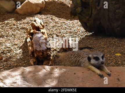 Meerkat sdraiato sul pavimento Foto Stock