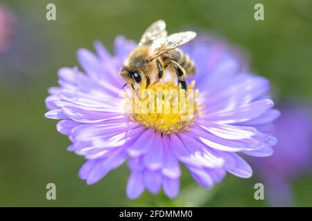 Ape - Apis mellifera - impollina un fiore del New York aster - Symphyotrichum novi-belgii Foto Stock