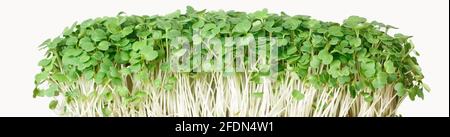 Rucola di microcredito di recente isolata su fondo bianco in primo piano. Orizzontale Foto Stock