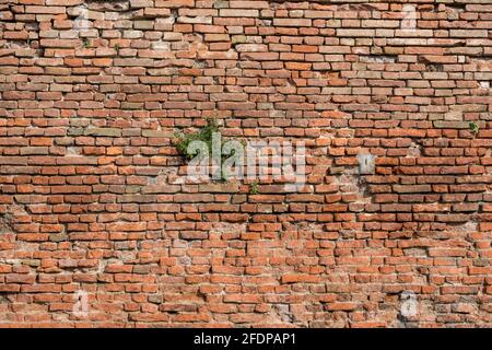 Vecchio romano costruito muro di mattoni rossi con una pianta che cresce attraverso, Italia Foto Stock