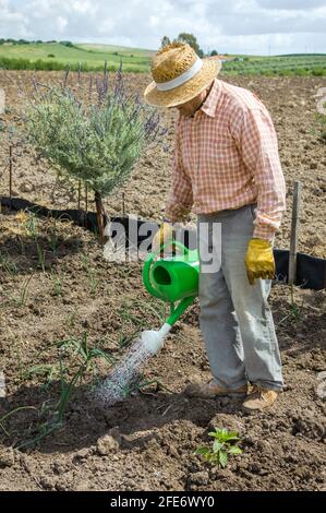 Vecchio contadino con abiti da lavoro nel campo annaffiando l'orto biologico con una lattina d'annaffiatura. Foto Stock